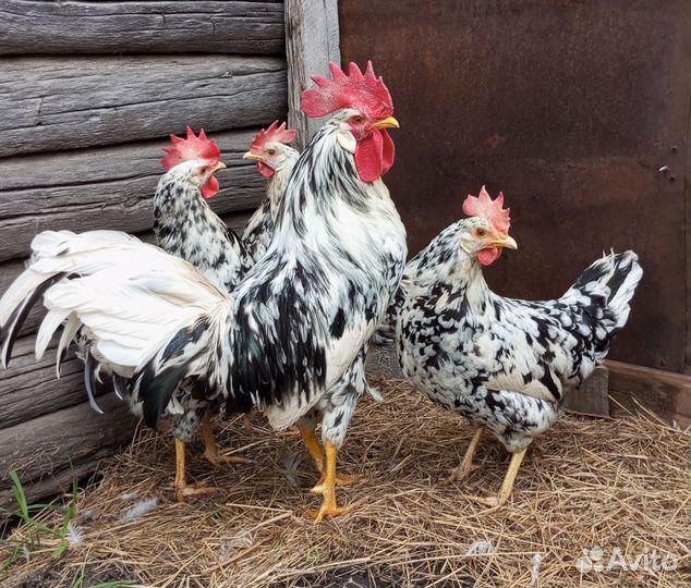 Петух, семья легорнов