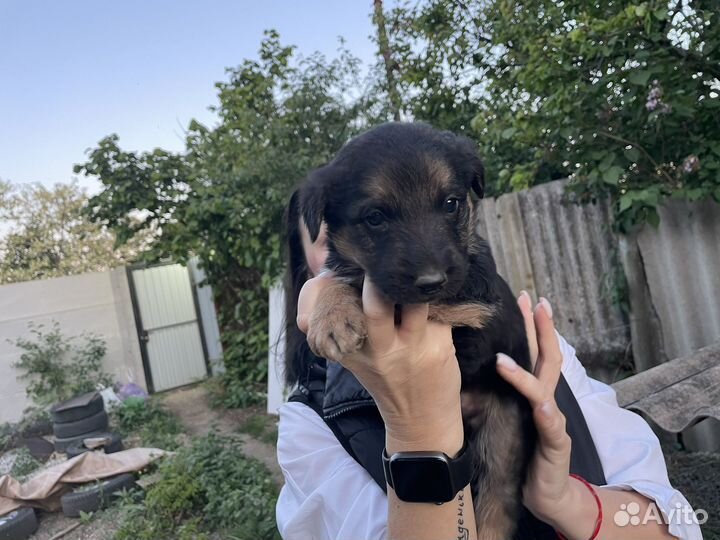 Собака в добрые руки даром