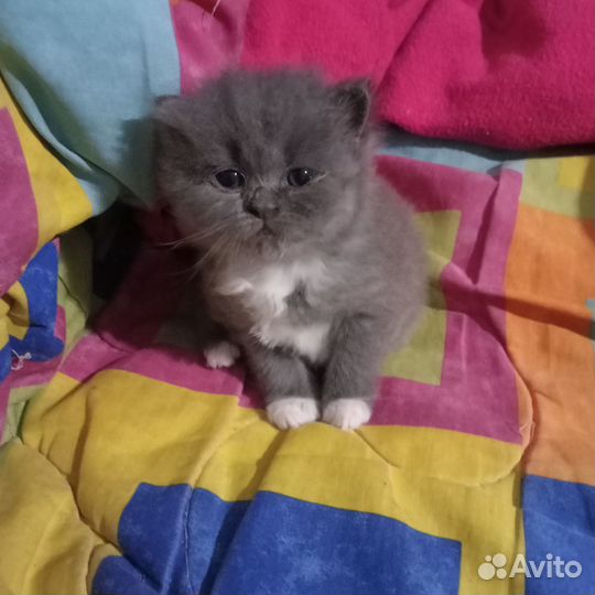 Отдам бесплатно котят