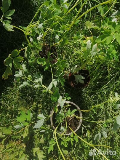 Цветы Дицентра