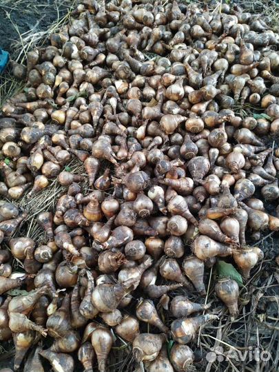 Луковицы нарциссов