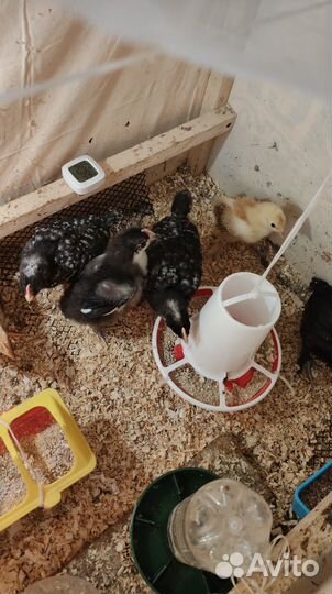 Продам цыплят кур-несушек(маран ставрополь,брама)