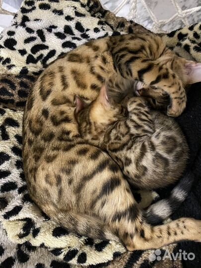 Бенгальские котята