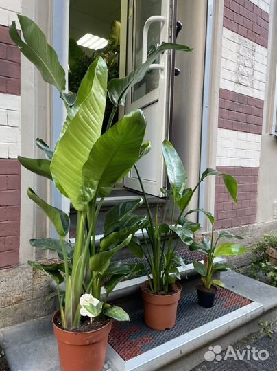 Стрелиция Николая