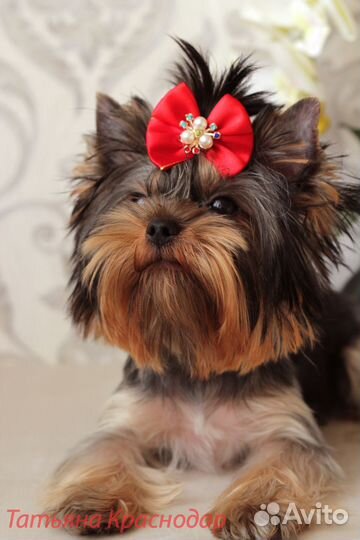 Подрощенная девочка йорка, мини,ркф,клеймо