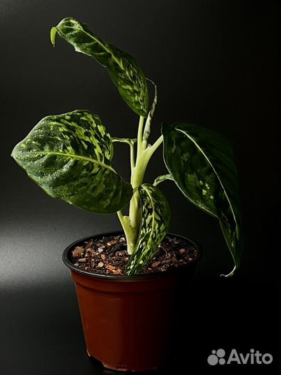 Диффенбахия Камилла / Рефлектор