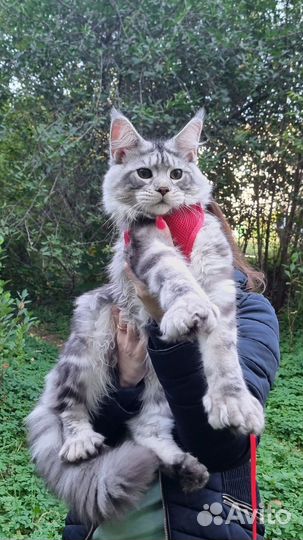 Котята мейн-кун полидакт