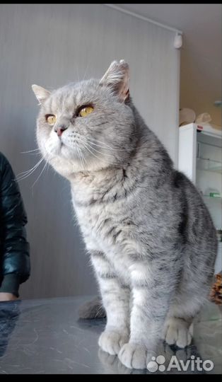 Преданный людьми