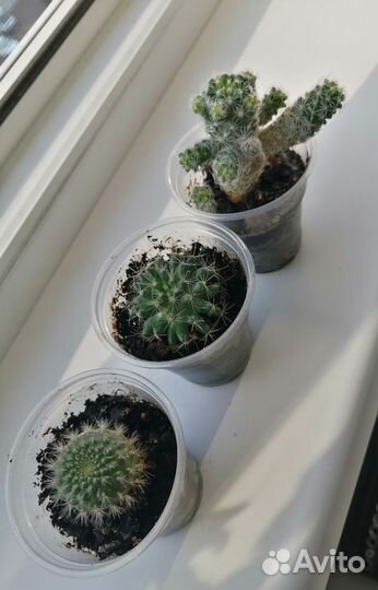 Кактус цветущий