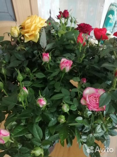 Кустовые розы в горшке