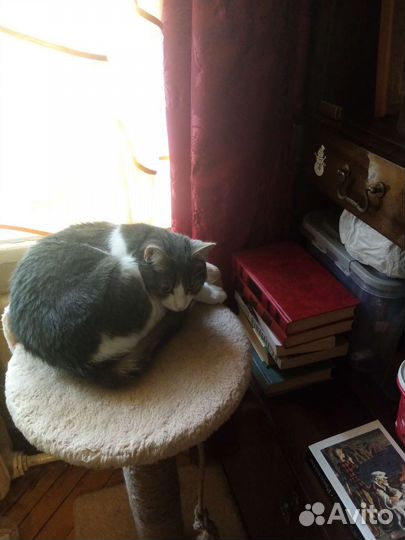 Котоняня передержка