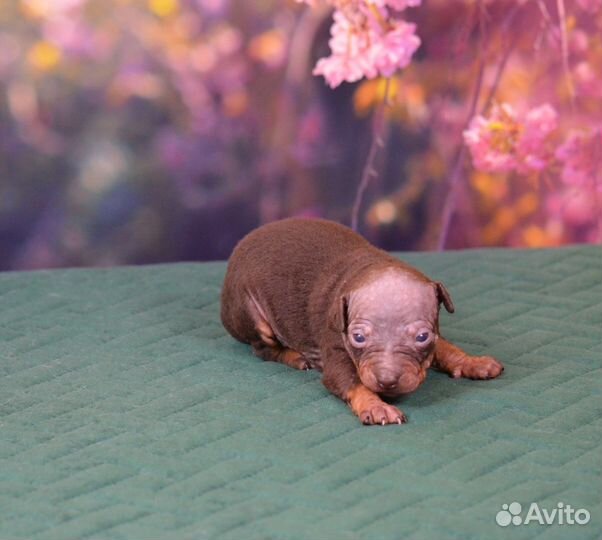 Девочка шоколад агт