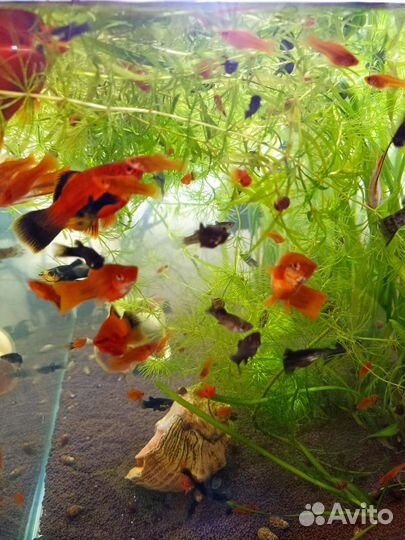 Аквариумные рыбки