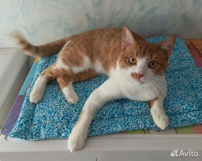 Котенок Гоша ищет дом