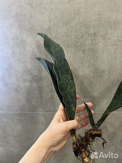 Сансевиерии сортовые