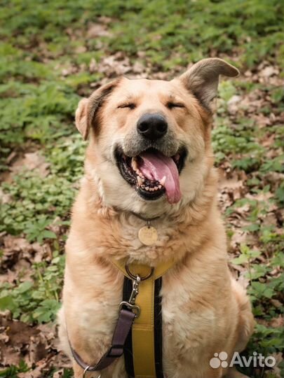 Собака в добрые руки из приюта