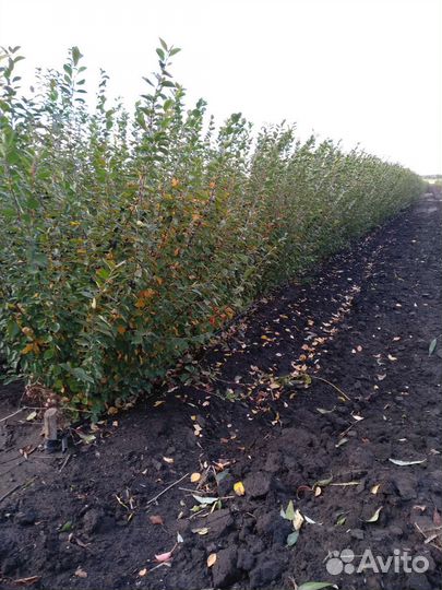 Кизильник блестящий трехлетка