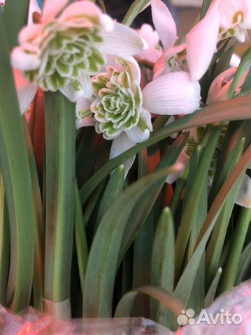 Подснежники махровые луковицы