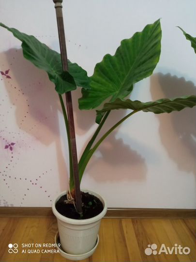 Комнатные растения