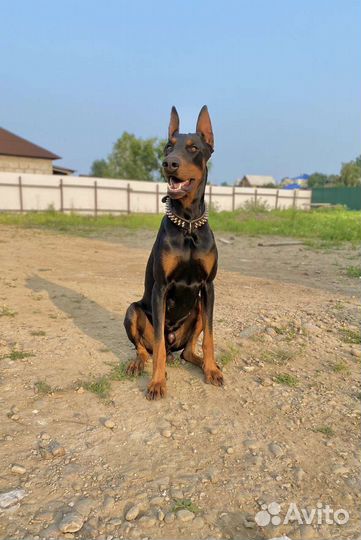 Щенки добермана