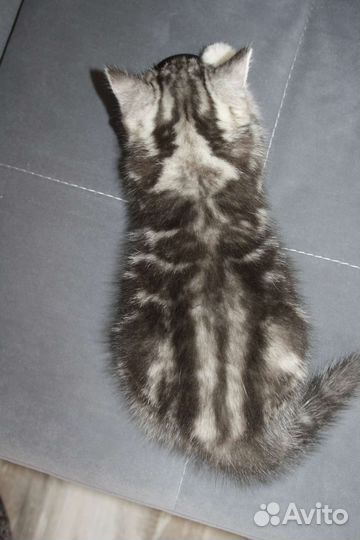 Шотландские вислоухие котята