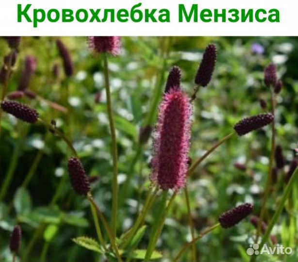 Вероника, дюшенея, золотарник, кровохлебка, лихнис