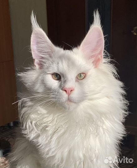 Мейн кун белый