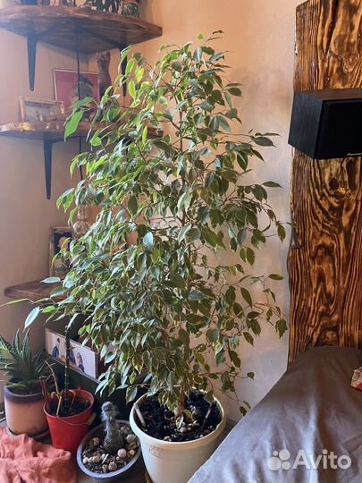 Фикус бенджамина
