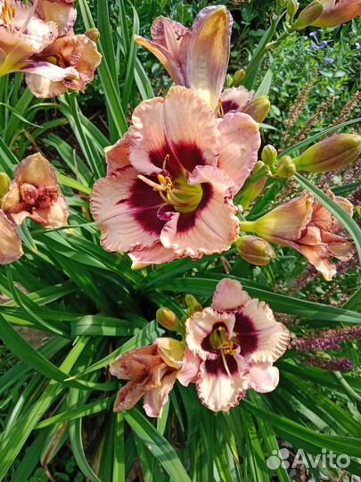 Растения для сада