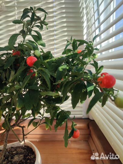 Паслён комнатный