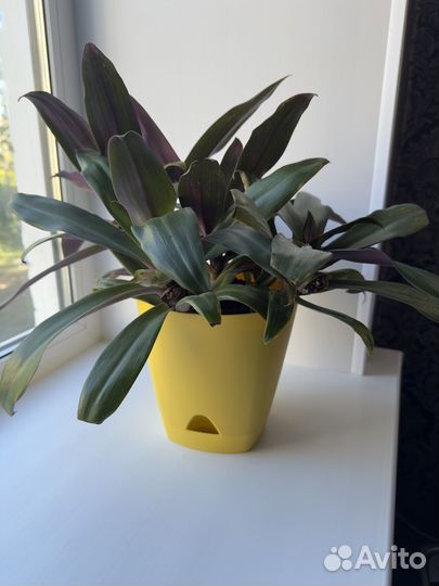 Традесканция рео