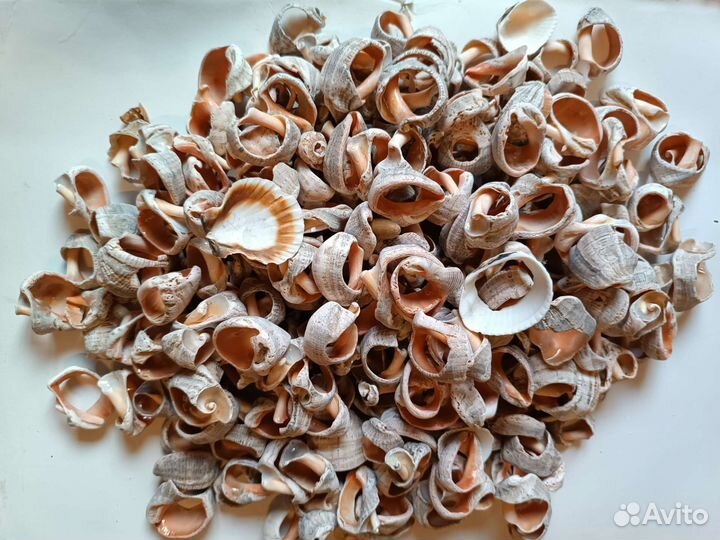 Ракушки морские