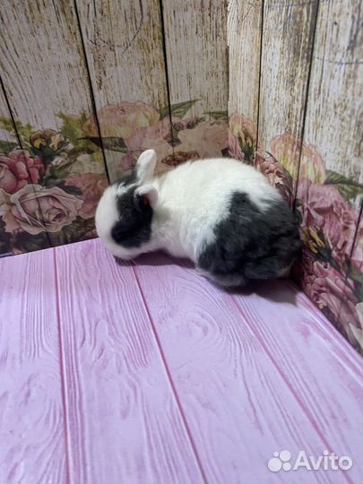 Карликовые крольчата