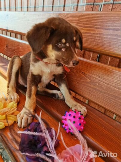 Собака в добрые руки отдам бесплатно