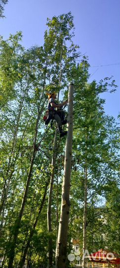Спил и удаление аварийных деревьев