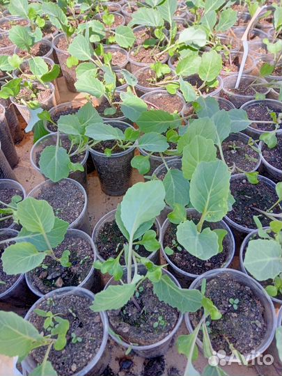 Капуста, огурцы баклажаны