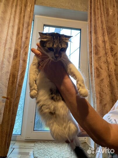 Вислоухая Кошка в добрые руки