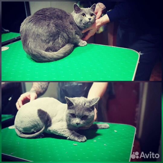 Стрижка кошек и собак на дому