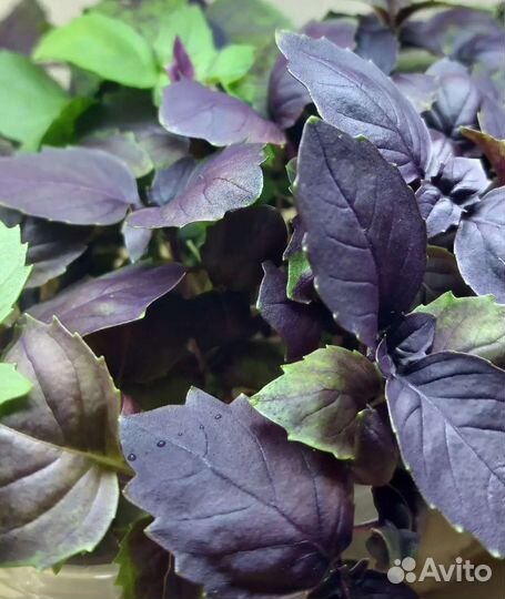 Микрозелень