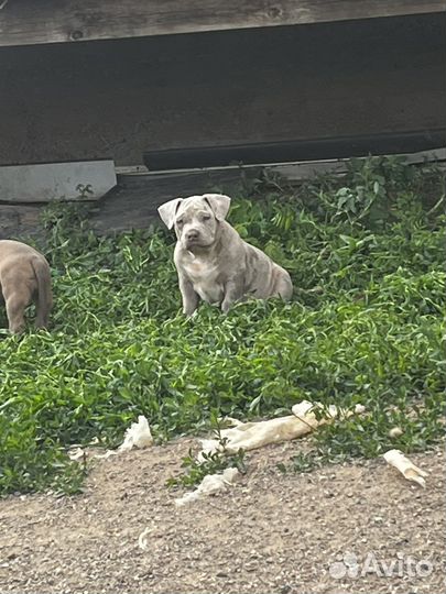 Американский булли покет щенки