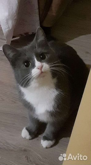 Кошки приюта