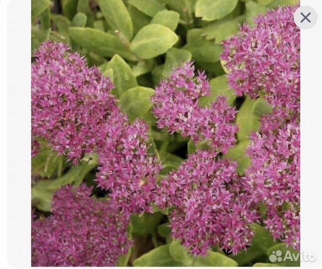 Садовые цветы