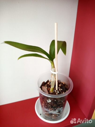 Орхидея дендробиум фаленопсис