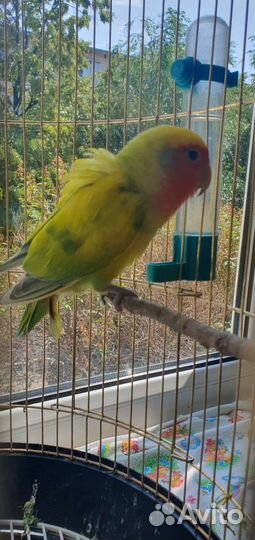 Попугаи.Пара взрослая+клетка