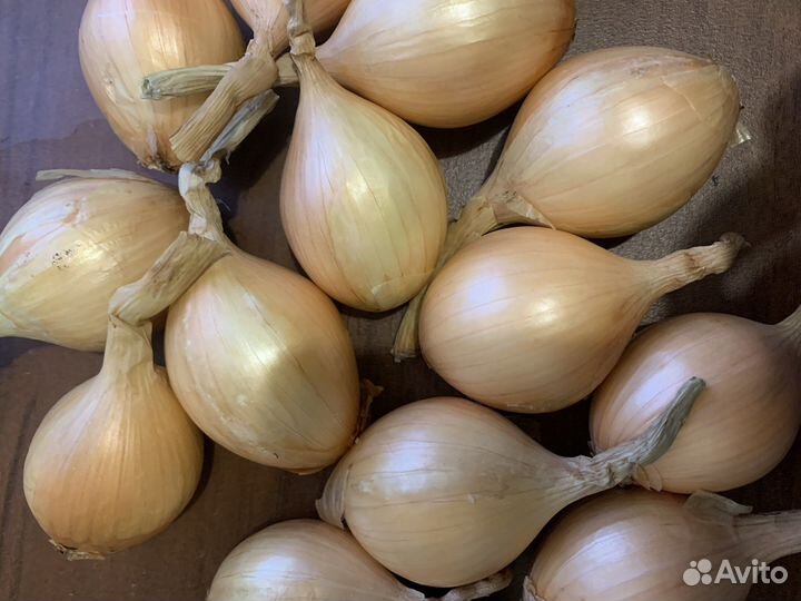 Лук семейный