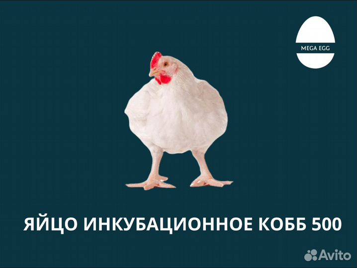 Инкубационное яйцо