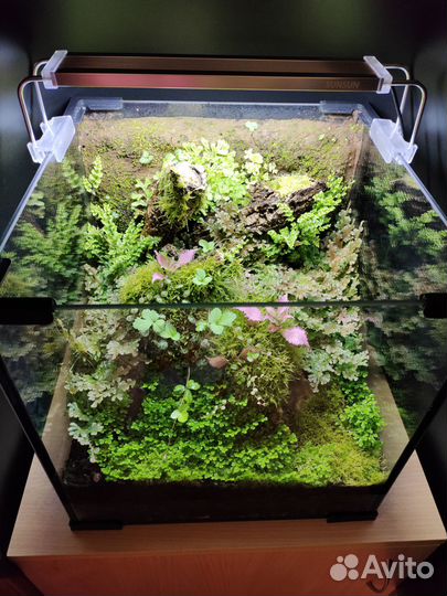 Флорариум природный тропический «Лесные кружева»