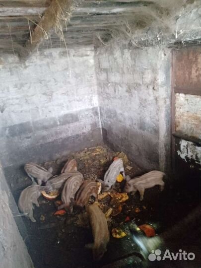 Овцы ягнята козы поросята крс