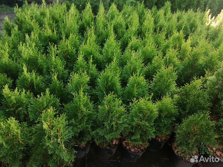 Туя Смарагд