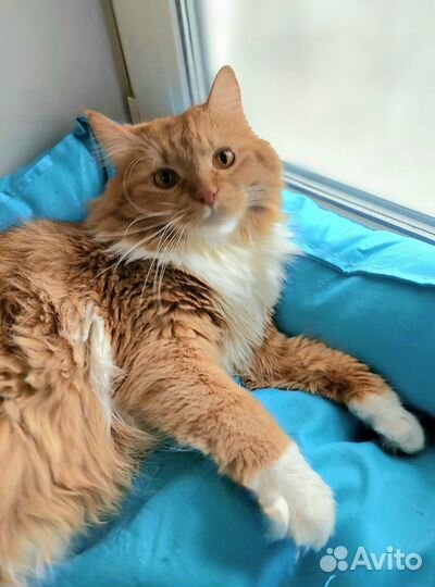 Крупный рыжий котик Виктор мечтает о доме